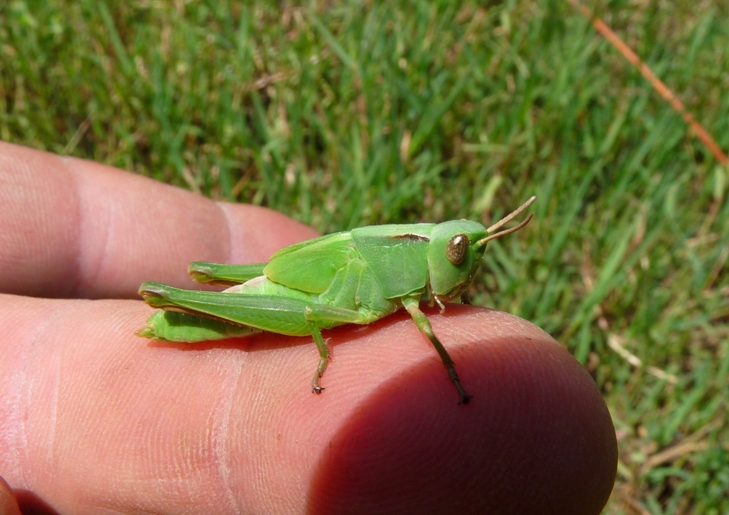 Ninfa verde